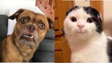 🐱 Funny dogs and cats compilation 😂 Funny pets video