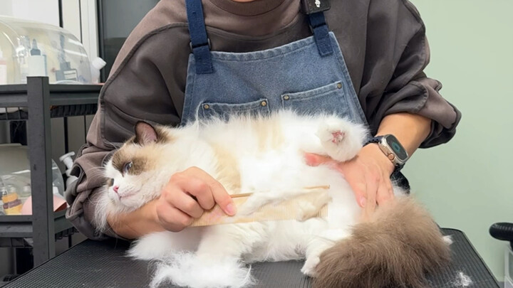 Being cute is enough!