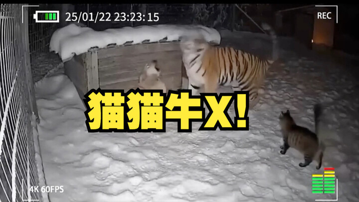 These cats are really amazing 👍