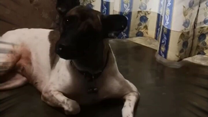 mybaby listening 🎧 to whistle 😆😆