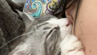 Cat sucking people scene