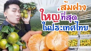 วันนี้ไปเก็บส้มสายน้ำผึ้ง🍊 สวนส้มที่ใหญ่ที่สุด
