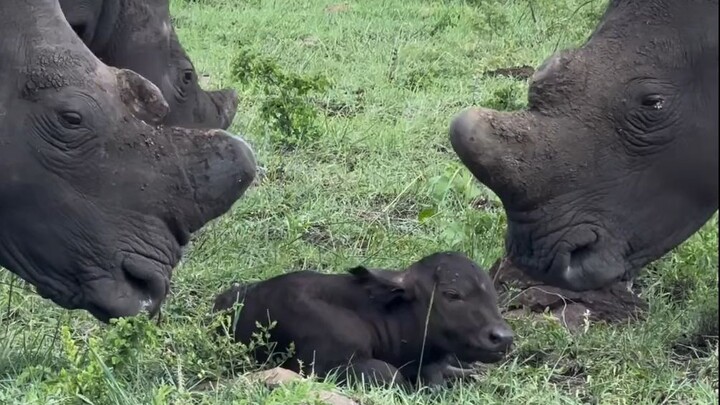 Kawanan badak putih yang penasaran mengamati anak kerbau Afrika yang baru lahir.