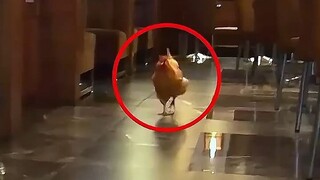 Seekor ayam jantan masuk ke toko ayam goreng.