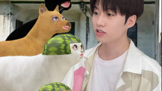 Setelah kucing kota kembali ke desa, ia bertemu dengan kucing jalanan yang sangat galak.