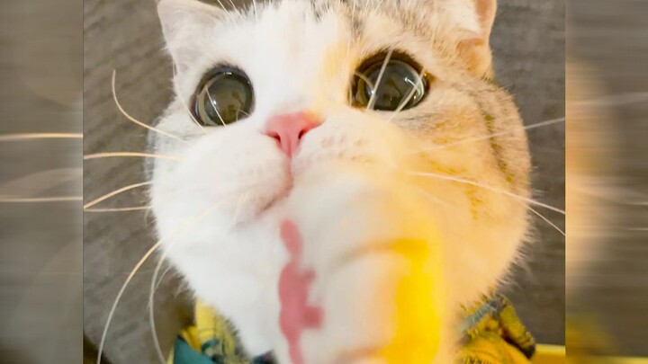 A day in the life with a cat—did I switch cats halfway through?