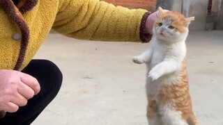 Cats with this turd-yellow color are the biggest food thieves.