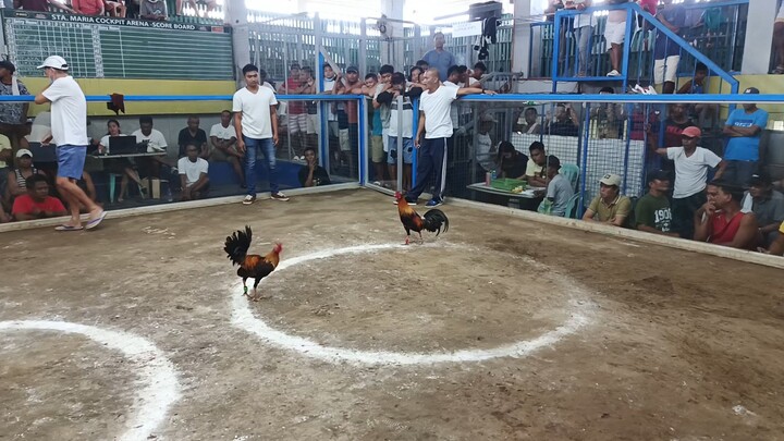 boston  NLGBA 10 COCKS SEMI FINALS