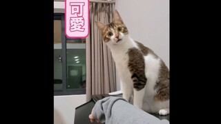 猫咪：这下给我整不会了。这怎么看着不太聪明呢？