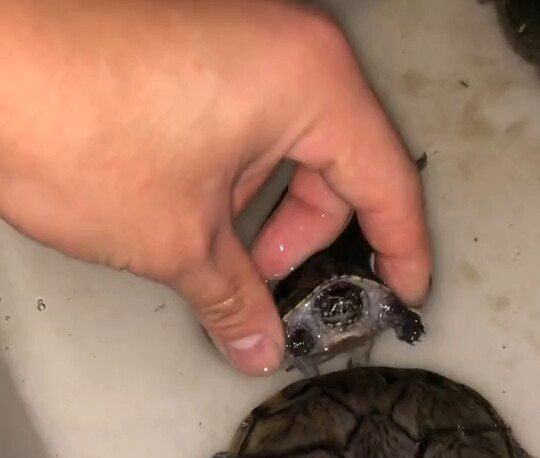 A small horse pulling a big cart