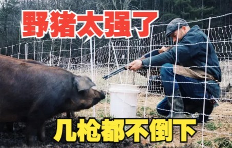 Wild pigs are running rampant overseas—these boars are seriously overpowered, taking multiple shots 