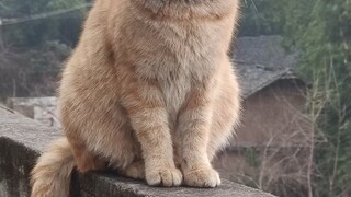 Seekor kucing oranye kecil yang baru dan sopan