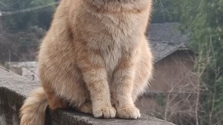 แมวส้มตัวน้อยแสนสุภาพตัวใหม่
