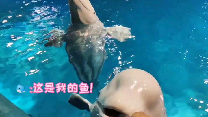 Cá voi trắng nhỏ lo lắng rằng người cho ăn sẽ cho cá của nó vào cho những chú cá voi trắng nhỏ khác!