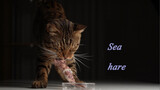[Hewan]Mukbang kucing macan tutul memakan kelinci laut