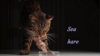 [Animals]The mukbang of a leopard cat eating sea hares