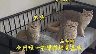 唯一智障猫培育基地