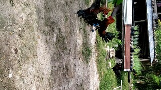 Pula VS. Pulang Latom(weekly sparring)