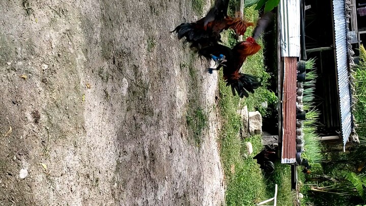 Pula VS. Pulang Latom(weekly sparring)