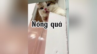 Đây là cách tui cho mè ún nước 🤣🤣 mèo cat