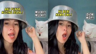 Semakin Galak Semakin Gemesin! Kucing Owi Ini Selalu Marah Ketika Dibilang Jelek Sama Majikannya