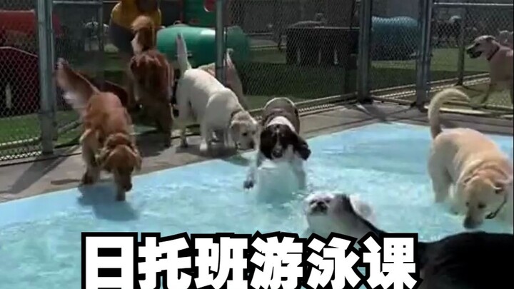 Musim panas telah tiba! Kelas berenang penitipan harian untuk anjing juga sudah mulai!