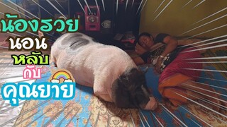🐖น้องรวยแอบเข้ามานอนหลับในบ้านกับคุณยาย😅🐖