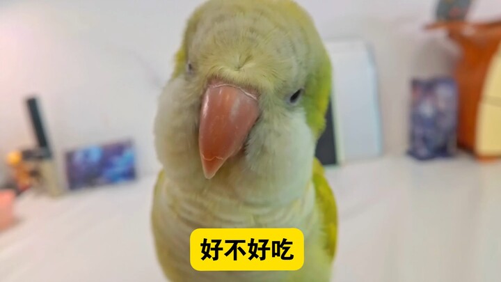 يا جناح الدجاج الصغير، كم أنتَ لطيف وأنيق وأنتَ تتكلم!