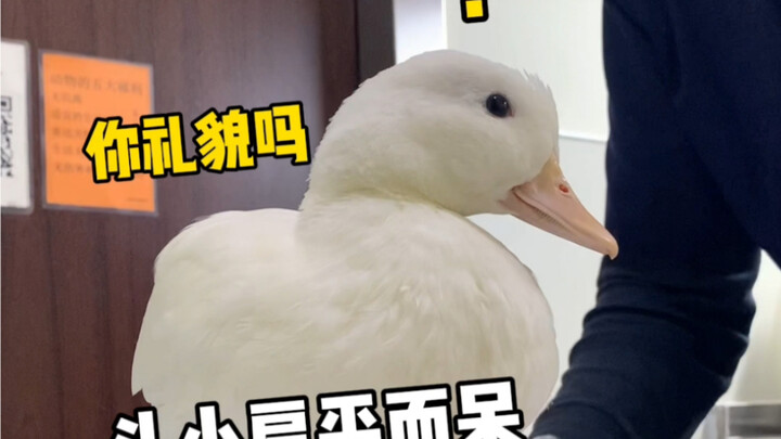 Are male ducks or female ducks easier to raise??