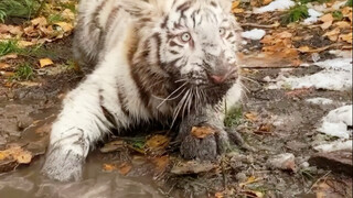 High-energy tiger mashup