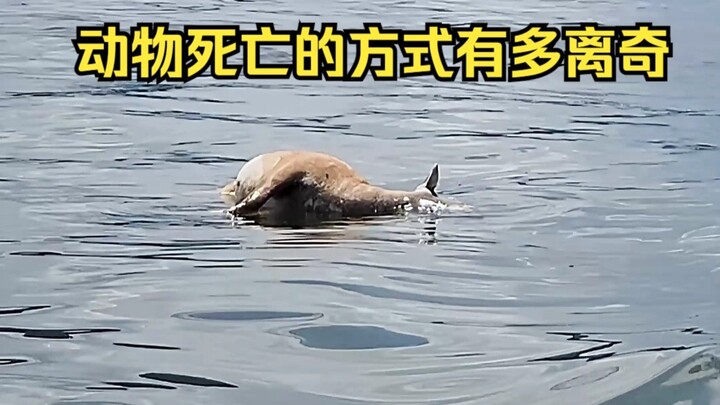 การพิสูจน์สาเหตุการตายอย่างประหลาดของสัตว์ 45