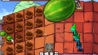 Apakah melon ini sudah matang?