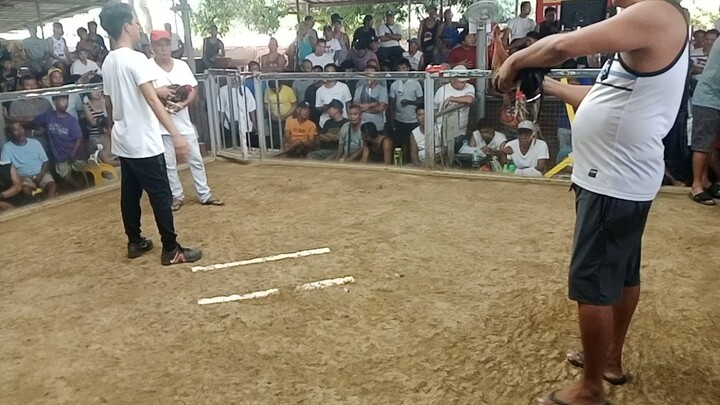 super brown red champion