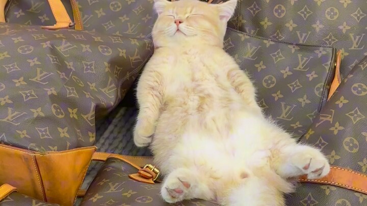 小猫体验一百种职业之中古小猫