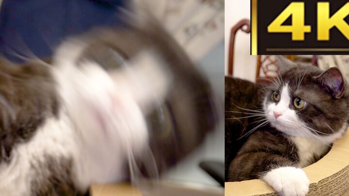 [4K Cat Video] Little Kitten: There’s a pervert! Aaaahhhhh!!!!!!