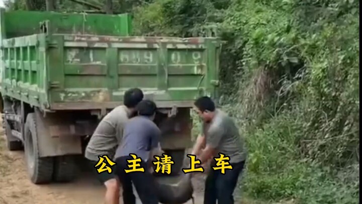 公主请上车，咱们今天仪式感拉满。快艾特你的公主殿下来看