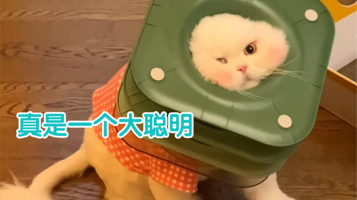 This breed of cat can be called the dumbest— toys and such are simply unworthy of it.