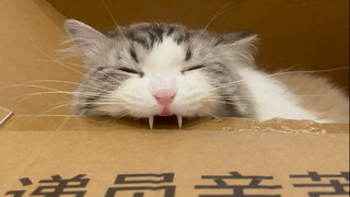 ผู้เชี่ยวชาญด้านการเจาะกล่อง AAA Master Miao