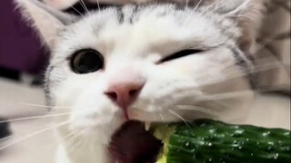 "Authentic" Northeastern Cat