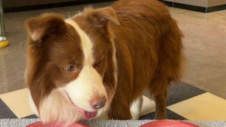 What do puppies love to eat most!