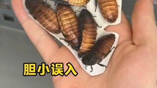 May be disturbing, please do not watch it lightly