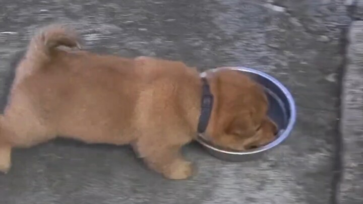 So cute—bought this little mutt for 50 yuan