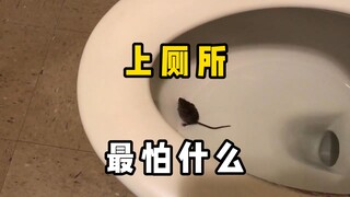 "Those who love pooping finally learned something new this time"