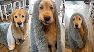 Chú chó Golden Retriever lông xù trông giống như một con búp bê