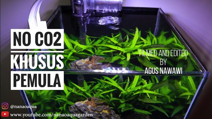 SUPER Nano Natural Style Aquascape No Co2