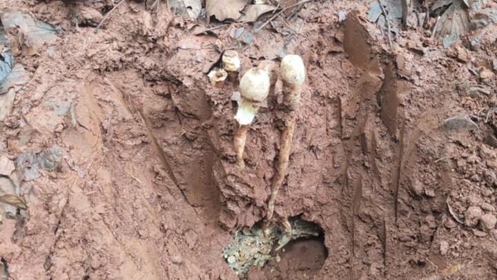 Khám phá những món ngon và các loài động vật nhỏ dễ thương trong chuyến săn lùng đồ ăn hoang dã ở Bả