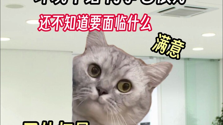 【猫meme】00后运营，给老板一些震撼