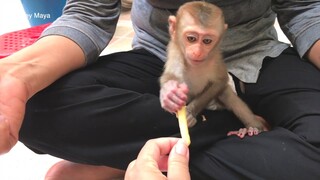 Baby Monkey Maya Cry Loudly Angry With Grandma When She Try To Pull Her Out