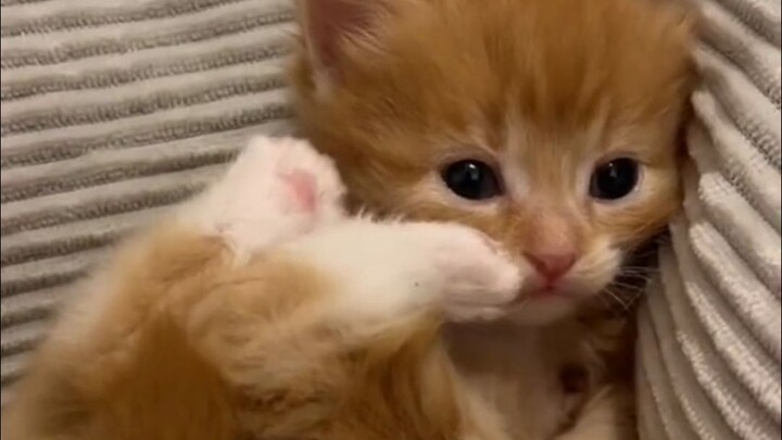 Kitty gnaws on jiojio