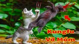 Thú Cưng TV | Mèo Kungfu #9 | mèo thông minh vui nhộn | Pets funny cute smart cat